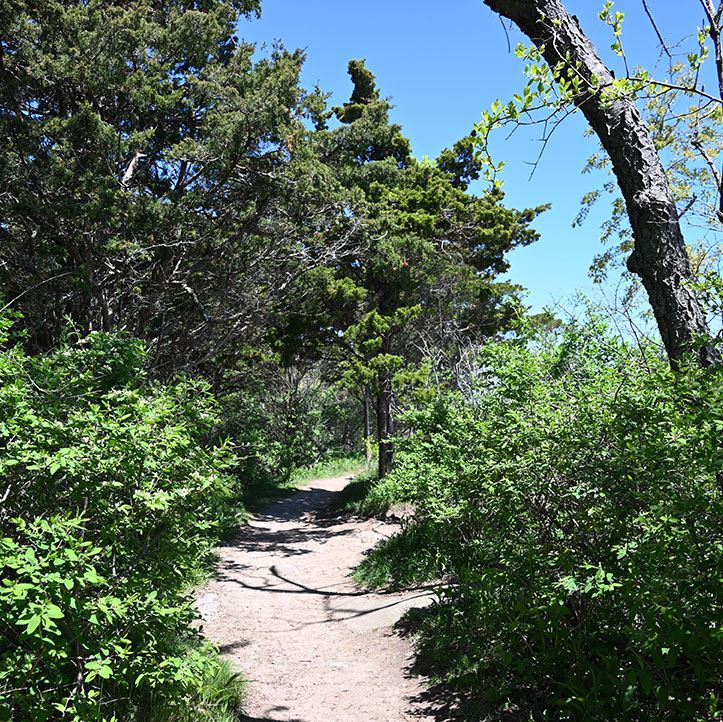 Trail near the beach at Hammonasset Beach State Park